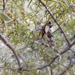 Acacia ulicifolia at Jerrabomberra, ACT - 15 Aug 2018