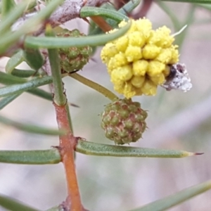 Acacia ulicifolia at Jerrabomberra, ACT - 15 Aug 2018