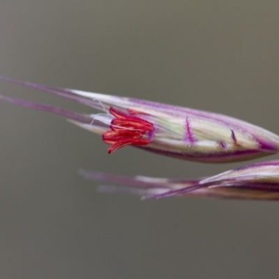 Rytidosperma pallidum (Red-anther Wallaby Grass) at Illilanga & Baroona - 3 Nov 2017 by Illilanga