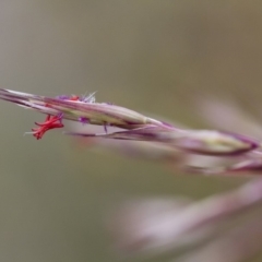 Rytidosperma pallidum at Michelago, NSW - 3 Nov 2017 11:48 AM