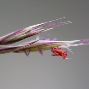 Rytidosperma pallidum at Michelago, NSW - 3 Nov 2017 11:48 AM