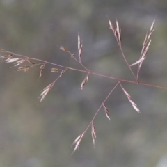 Rytidosperma pallidum at Michelago, NSW - 3 Nov 2017