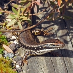 Eulamprus heatwolei (Yellow-bellied Water Skink) at Tidbinbilla Nature Reserve - 14 Aug 2018 by RodDeb