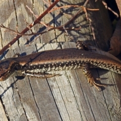 Eulamprus heatwolei at Paddys River, ACT - 14 Aug 2018