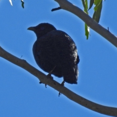 Ptilonorhynchus violaceus (Satin Bowerbird) at Paddys River, ACT - 14 Aug 2018 by RodDeb