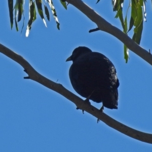 Ptilonorhynchus violaceus at Paddys River, ACT - 14 Aug 2018