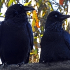 Corvus coronoides (Australian Raven) at Paddys River, ACT - 14 Aug 2018 by RodDeb
