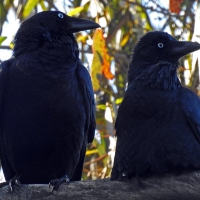 Corvus coronoides (Australian Raven) at Tidbinbilla Nature Reserve - 14 Aug 2018 by RodDeb