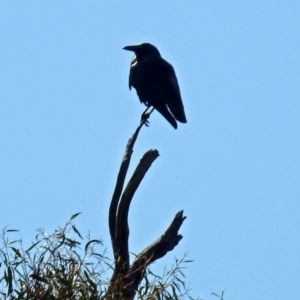 Corvus coronoides at Paddys River, ACT - 14 Aug 2018
