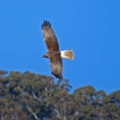 Circus approximans (Swamp Harrier) at Paddys River, ACT - 14 Aug 2018 by RodDeb