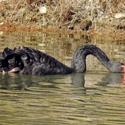 Cygnus atratus (Black Swan) at Paddys River, ACT - 14 Aug 2018 by RodDeb
