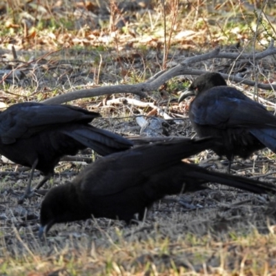 Corcorax melanorhamphos (White-winged Chough) at Tidbinbilla Nature Reserve - 14 Aug 2018 by RodDeb