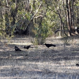 Corcorax melanorhamphos at Paddys River, ACT - 14 Aug 2018