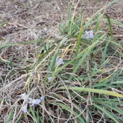 Iris unguicularis (Algerian Winter Iris) at Isaacs Ridge - 15 Aug 2018 by Mike