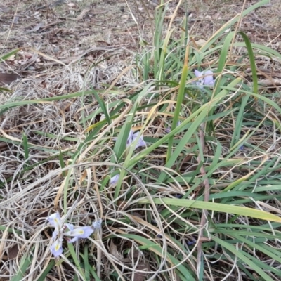 Iris unguicularis (Algerian Winter Iris) at Isaacs Ridge and Nearby - 15 Aug 2018 by Mike