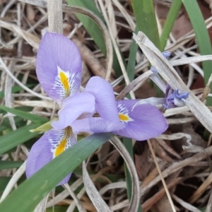 Iris unguicularis at Isaacs Ridge - 15 Aug 2018