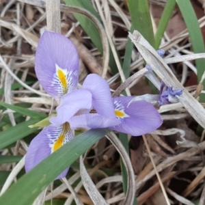 Iris unguicularis at Isaacs Ridge - 15 Aug 2018 03:16 PM