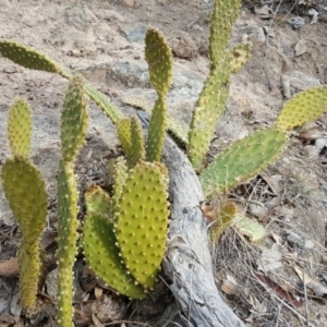 Opuntia puberula at Isaacs Ridge - 15 Aug 2018