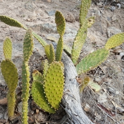 Opuntia puberula (Puberula Cactus) at Isaacs Ridge and Nearby - 15 Aug 2018 by Mike