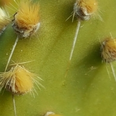 Opuntia puberula at Isaacs Ridge - 15 Aug 2018