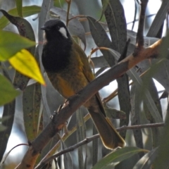 Nesoptilotis leucotis (White-eared Honeyeater) at Tidbinbilla Nature Reserve - 14 Aug 2018 by RodDeb