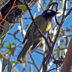 Nesoptilotis leucotis at Paddys River, ACT - 14 Aug 2018