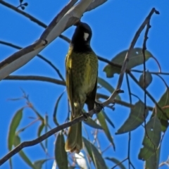 Nesoptilotis leucotis at Paddys River, ACT - 14 Aug 2018