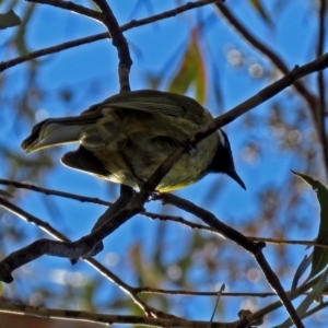 Nesoptilotis leucotis at Paddys River, ACT - 14 Aug 2018