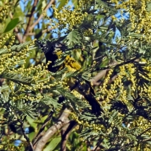 Nesoptilotis leucotis at Paddys River, ACT - 14 Aug 2018