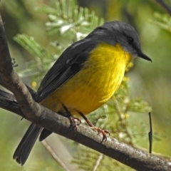 Eopsaltria australis (Eastern Yellow Robin) at Paddys River, ACT - 14 Aug 2018 by RodDeb