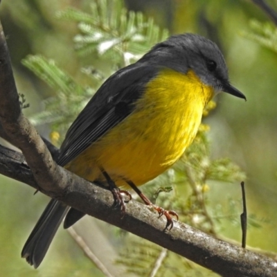 Eopsaltria australis (Eastern Yellow Robin) at Tidbinbilla Nature Reserve - 14 Aug 2018 by RodDeb