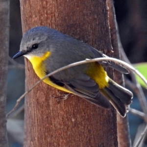 Eopsaltria australis at Paddys River, ACT - 14 Aug 2018