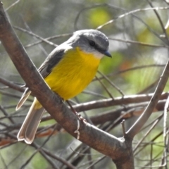 Eopsaltria australis at Paddys River, ACT - 14 Aug 2018