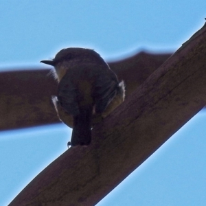 Eopsaltria australis at Paddys River, ACT - 14 Aug 2018