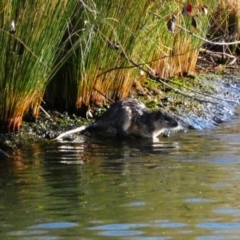 Hydromys chrysogaster (Rakali or Water Rat) at Parkes, ACT - 10 Aug 2018 by KMcCue