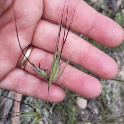 Themeda triandra (Kangaroo Grass) at Illilanga & Baroona - 23 Dec 2017 by Illilanga