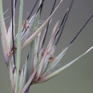 Themeda triandra at Michelago, NSW - 3 Jan 2018