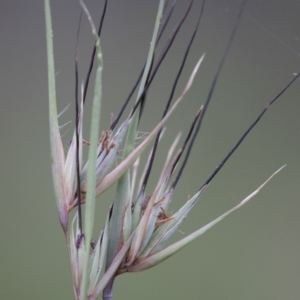 Themeda triandra at Michelago, NSW - 3 Jan 2018