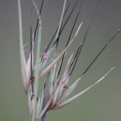 Themeda triandra at Michelago, NSW - 3 Jan 2018