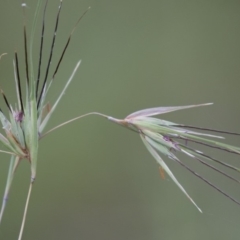 Themeda triandra at Michelago, NSW - 3 Jan 2018