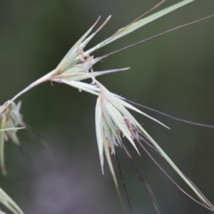 Themeda triandra at Michelago, NSW - 3 Jan 2018