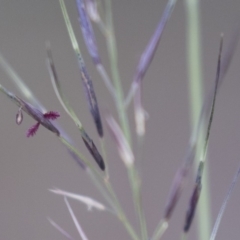Aristida (genus) (A Wiregrass) at Michelago, NSW - 3 Jan 2018 by Illilanga