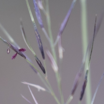 Aristida (genus) (A Wiregrass) at Michelago, NSW - 3 Jan 2018 by Illilanga
