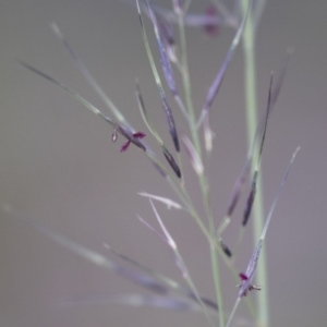 Aristida sp. at Michelago, NSW - 3 Jan 2018