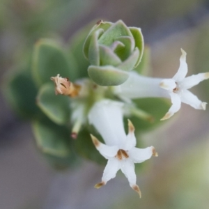 Brachyloma daphnoides at Illilanga & Baroona - 1 Nov 2017