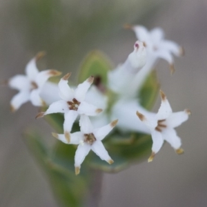 Brachyloma daphnoides at Illilanga & Baroona - 1 Nov 2017