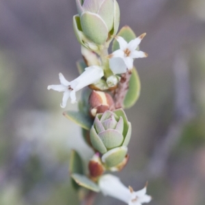 Brachyloma daphnoides at Illilanga & Baroona - 1 Nov 2017