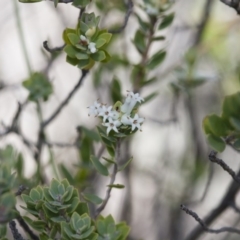 Brachyloma daphnoides at Illilanga & Baroona - 1 Nov 2017