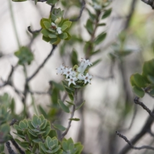 Brachyloma daphnoides at Illilanga & Baroona - 1 Nov 2017