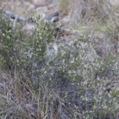 Brachyloma daphnoides at Illilanga & Baroona - 1 Nov 2017